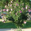 Aphrodite Rose of Sharon #2 - Image 2